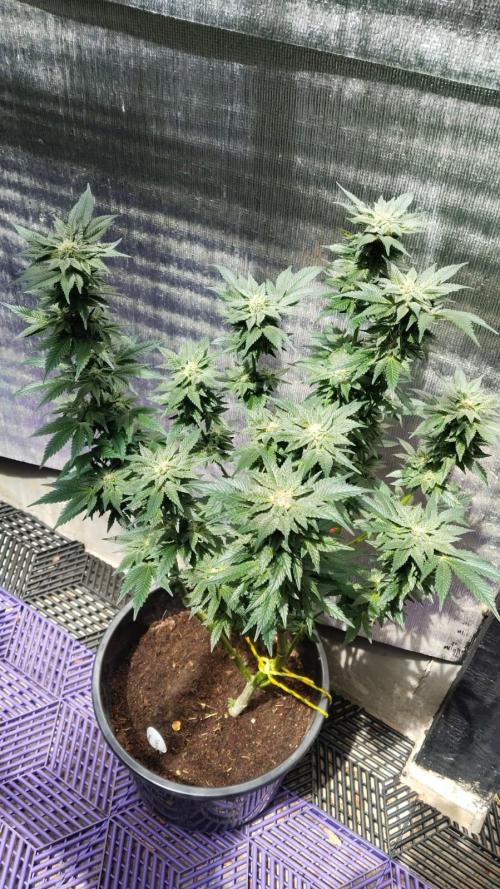 Tropicana Cookies — Colombia 🇨🇴. Week 12