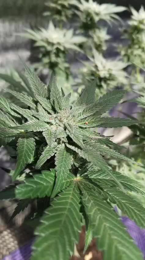Pilot — Colombia 🇨🇴