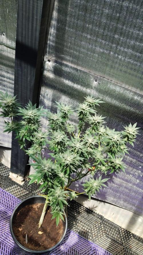 Pilot — Colombia 🇨🇴. Week 12
