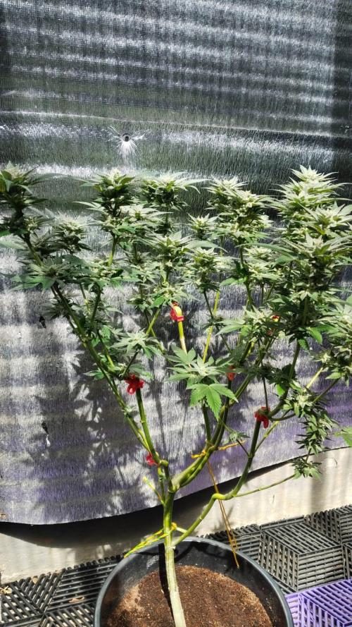 Pilot — Colombia 🇨🇴. Week 12