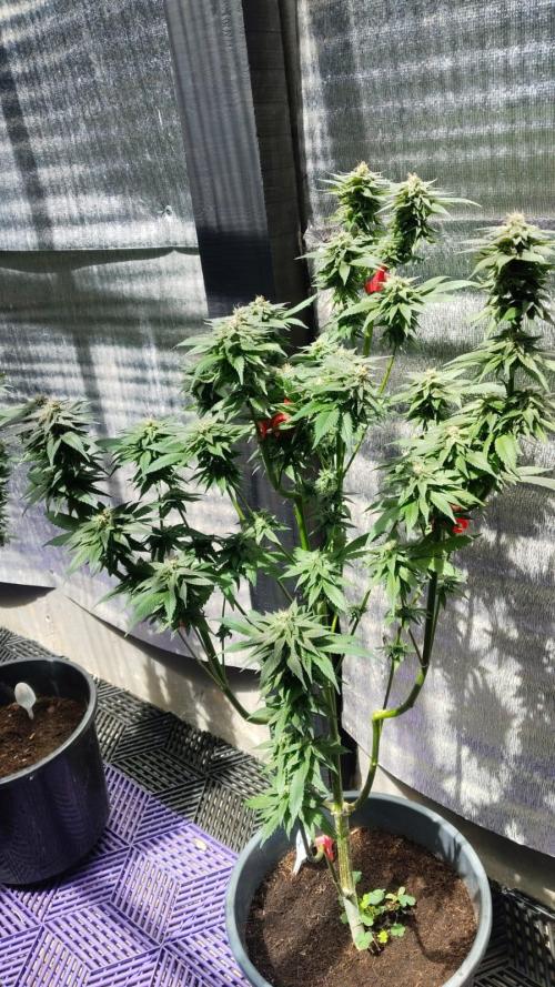 Pink Truffle — Colombia 🇨🇴. Week 12