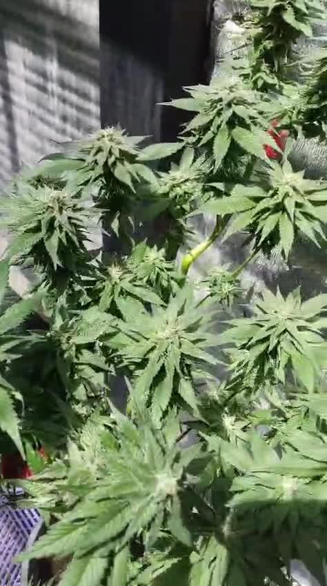 Pink Truffle — Colombia 🇨🇴