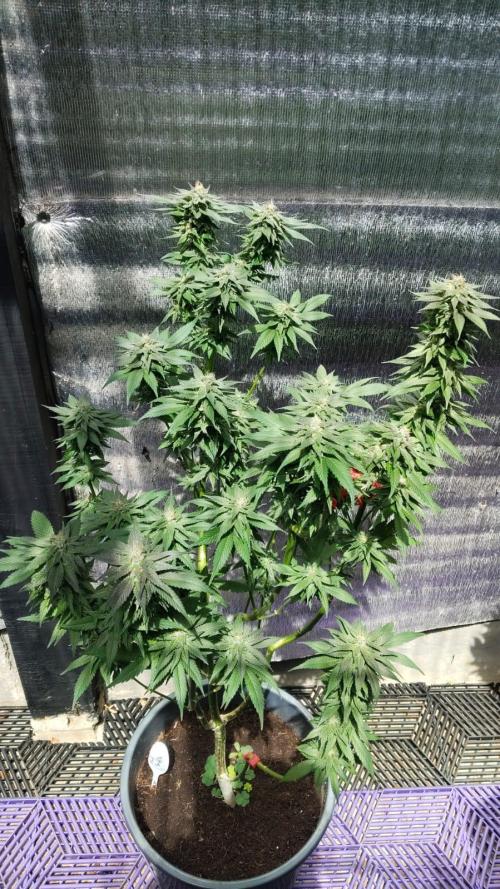 Pink Truffle — Colombia 🇨🇴. Week 12