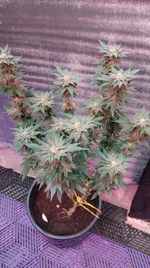 Tropicana Cookies — Colombia 🇨🇴. Week 13