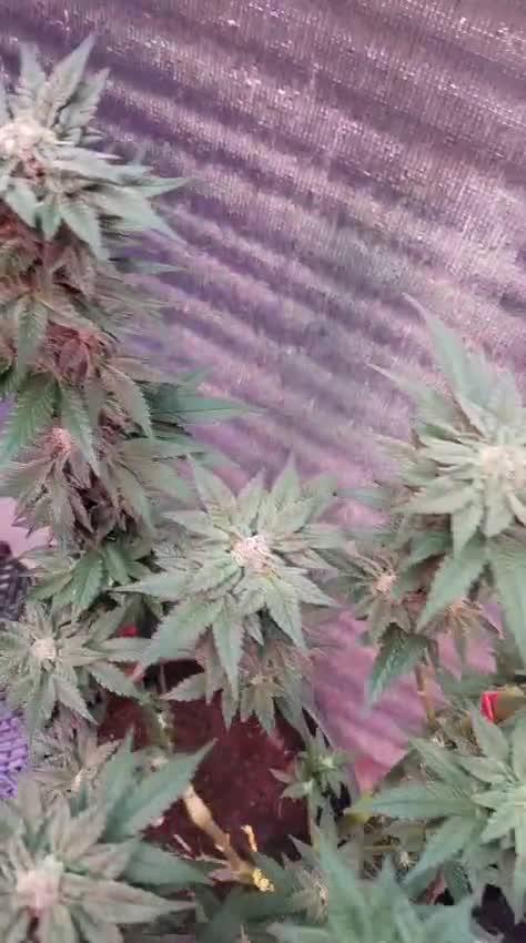 Tropicana Cookies — Colombia 🇨🇴