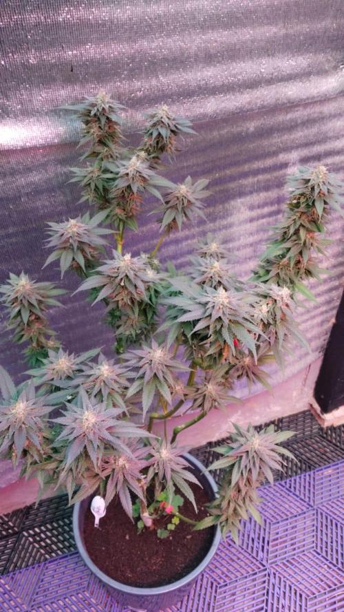 Pink Truffle — Colombia 🇨🇴. Week 13