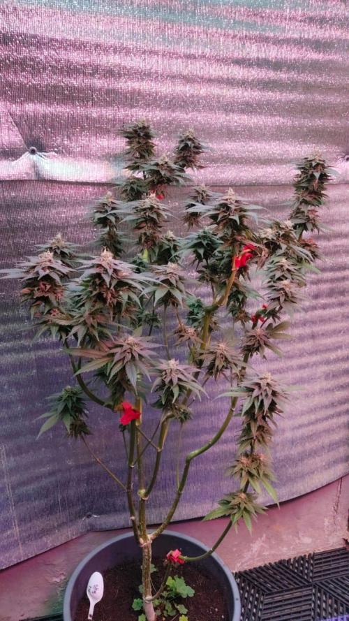 Pink Truffle — Colombia 🇨🇴. Week 13