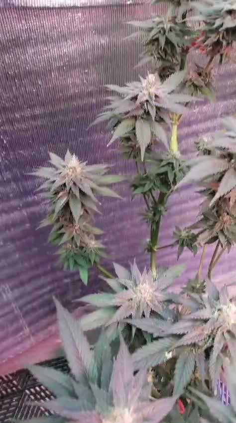 Pink Truffle — Colombia 🇨🇴