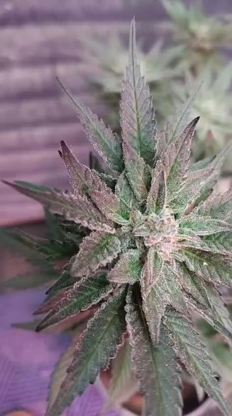 Pilot — Colombia 🇨🇴