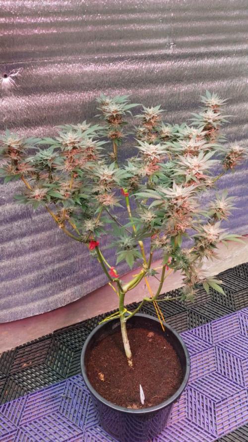 Pilot — Colombia 🇨🇴. Week 13