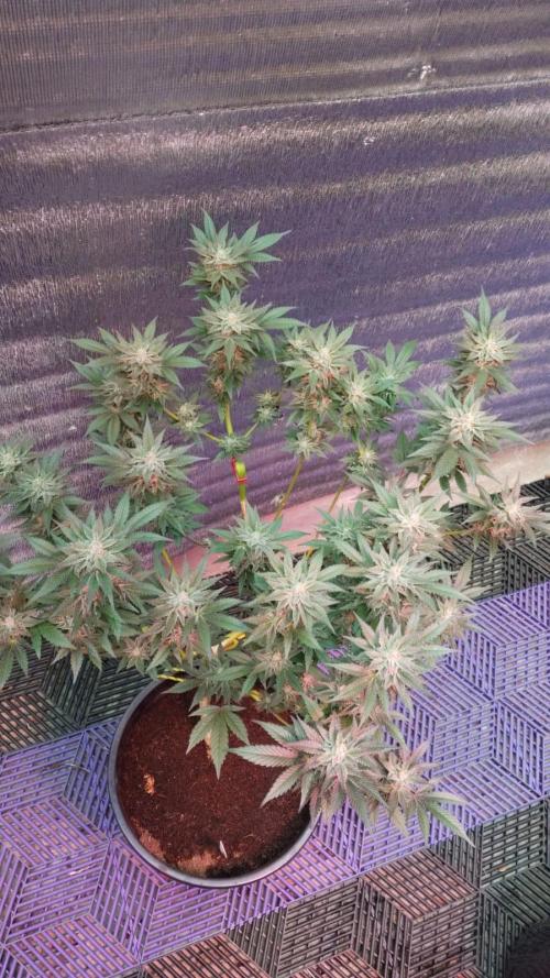 Pilot — Colombia 🇨🇴. Week 13