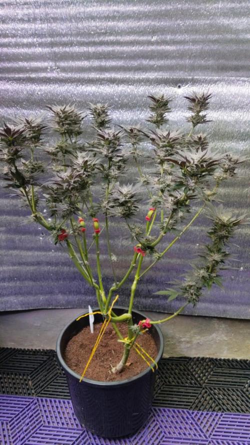Pilot — Colombia 🇨🇴. Week 14