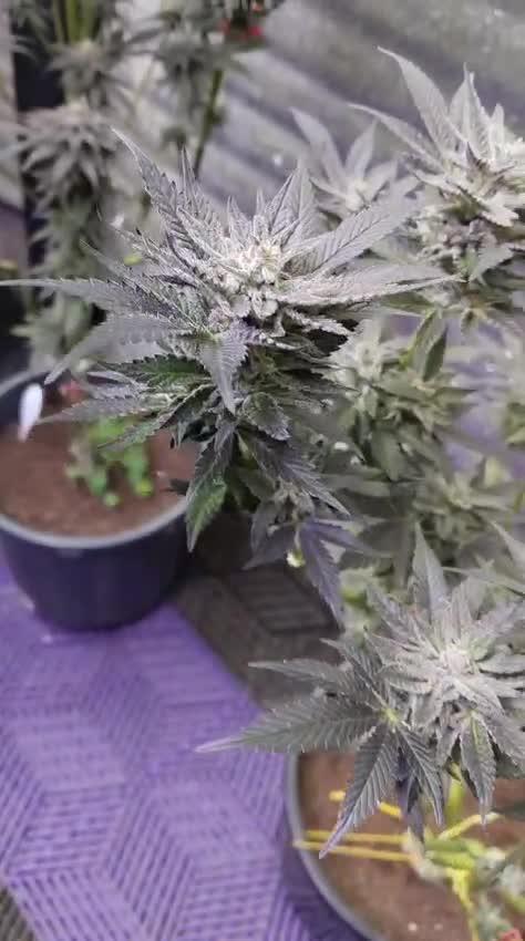 Pilot — Colombia 🇨🇴