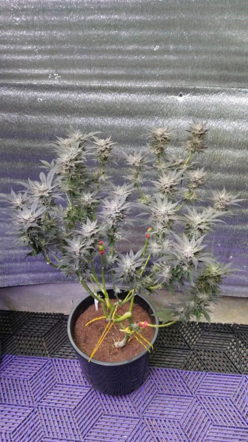 Pilot — Colombia 🇨🇴. Week 14
