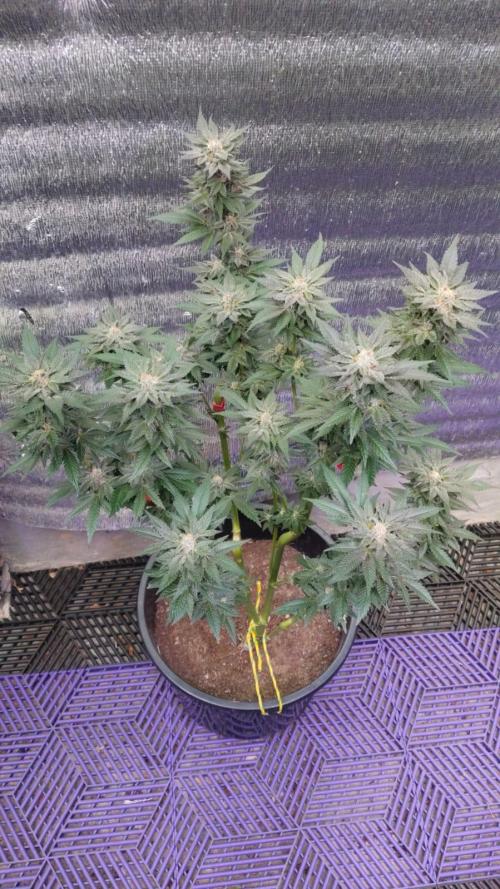 Tropicana Cookies — Colombia 🇨🇴. Week 14