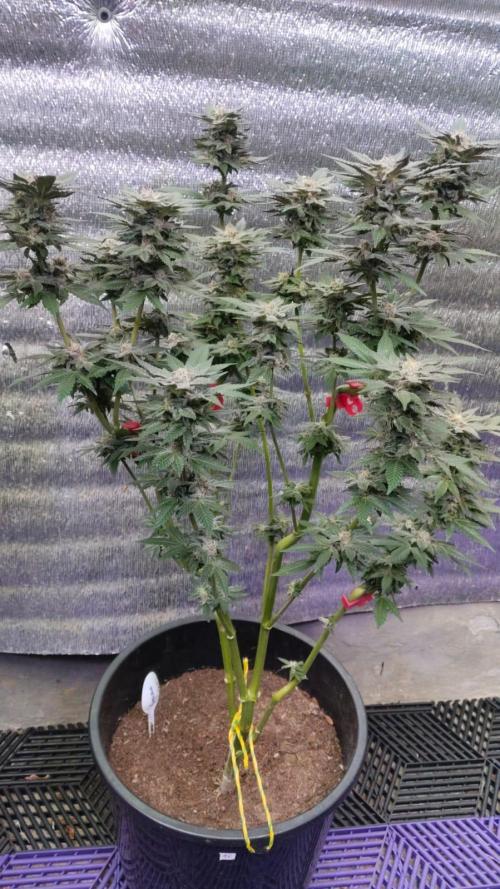 Tropicana Cookies — Colombia 🇨🇴. Week 14