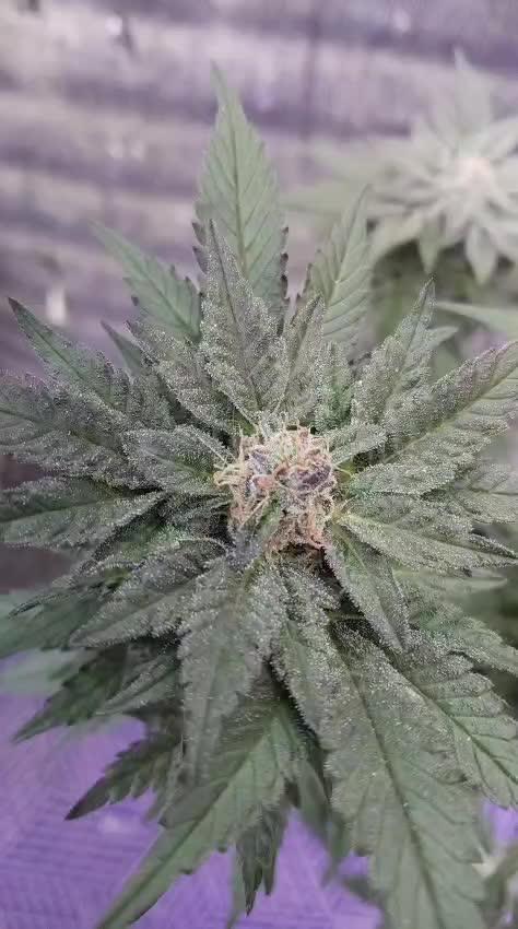 Tropicana Cookies — Colombia 🇨🇴