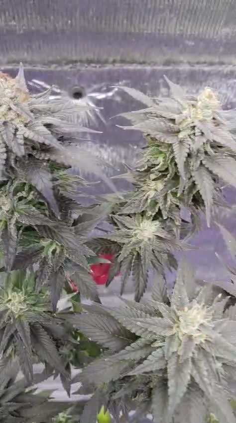 Pink Truffle — Colombia 🇨🇴