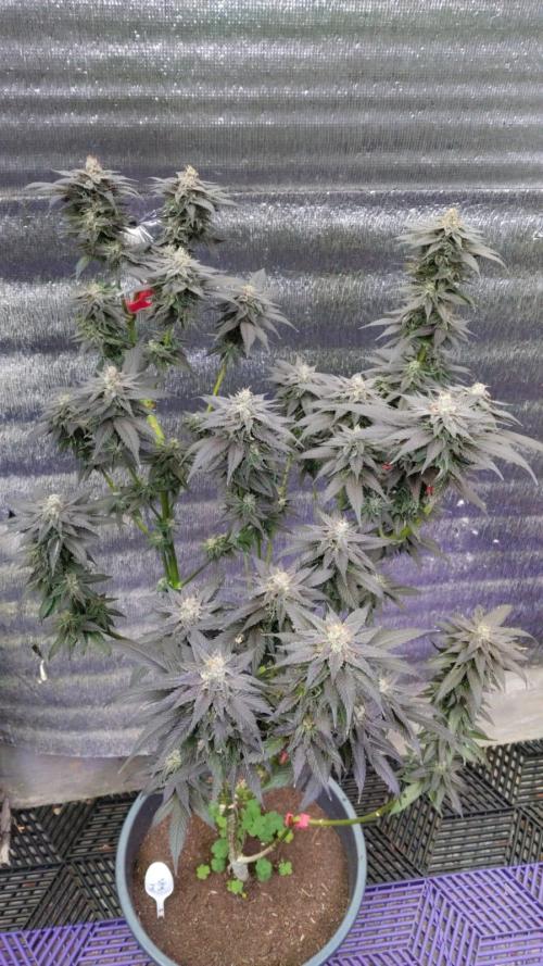 Pink Truffle — Colombia 🇨🇴. Week 14