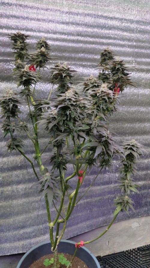 Pink Truffle — Colombia 🇨🇴. Week 14