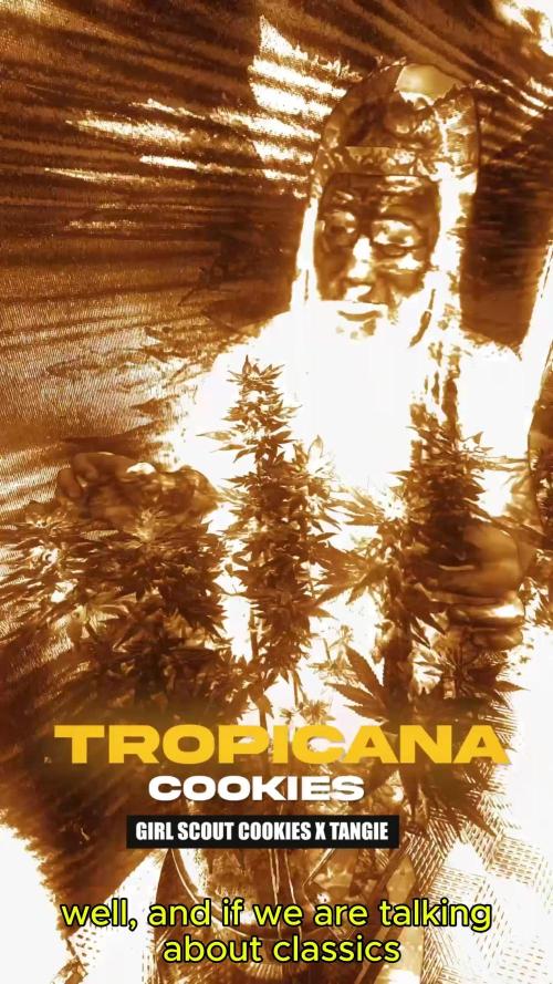 Tropicana Cookies — Colombia 🇨🇴
