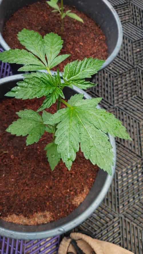 Pink Honey - World Breeders. Week 1