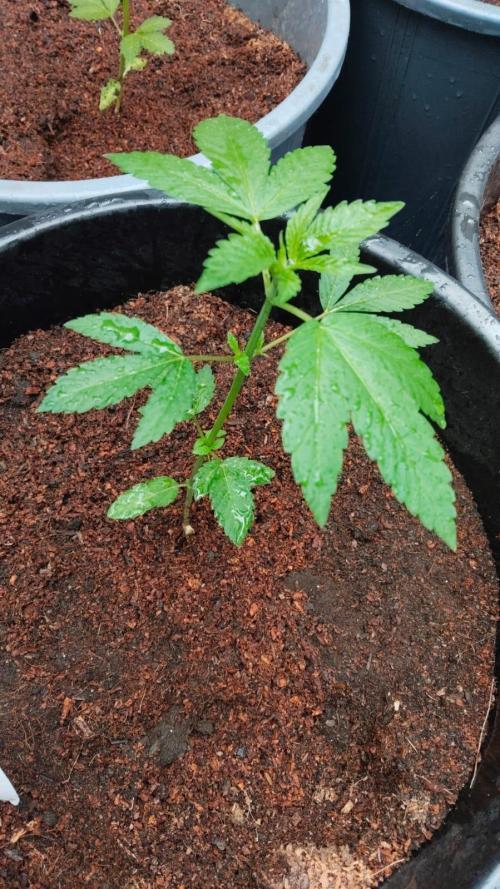 Crunch - World Breeders. Week 1