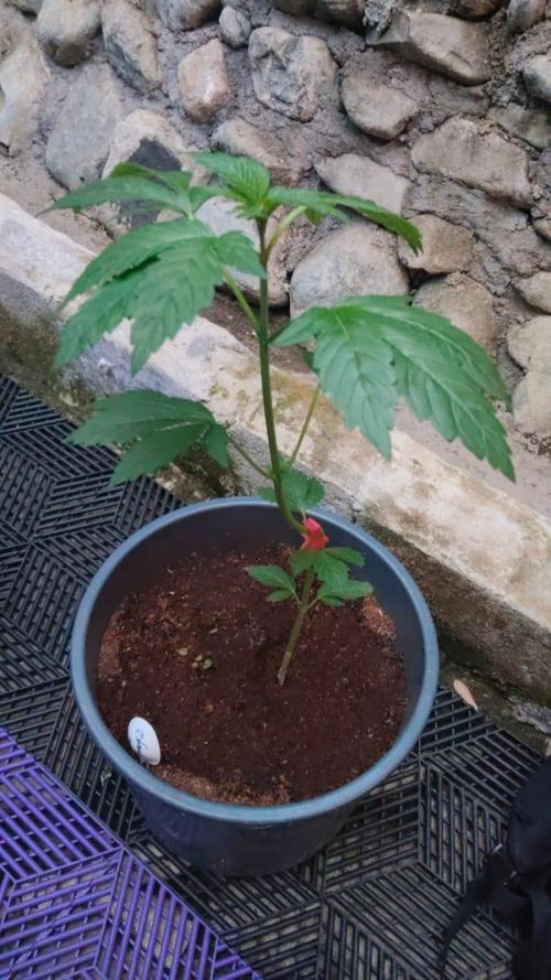 Pink Honey - World Breeders. Week 2