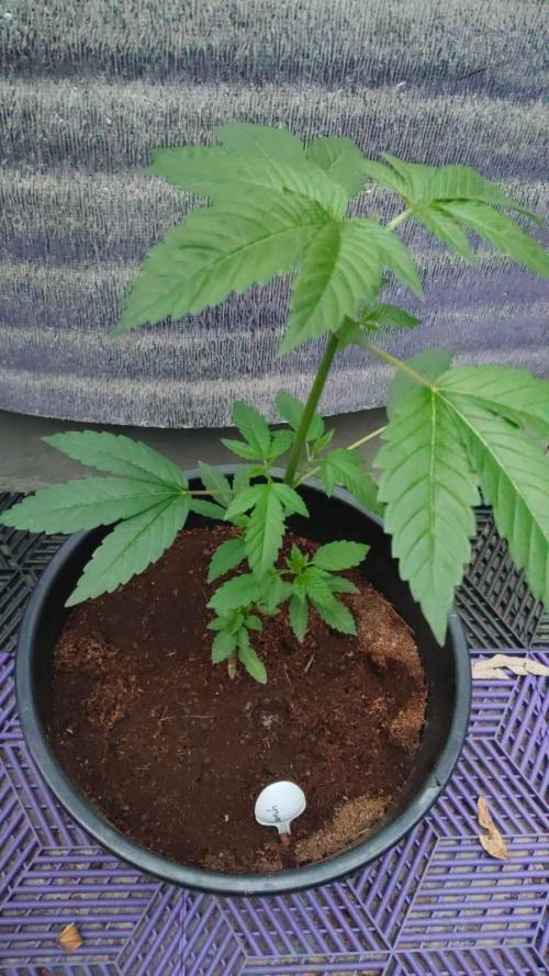 Crunch - World Breeders. Week 2