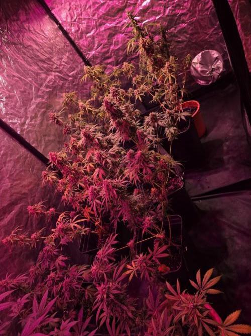 Sensi batch small budget - old equipment. Week 14 - The Field