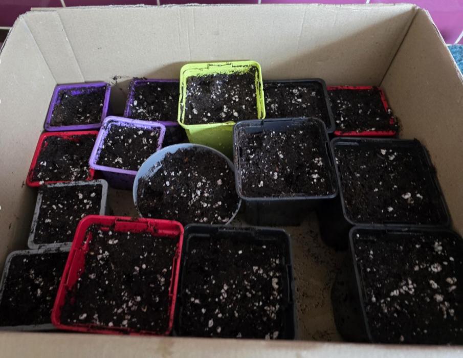 Sensi batch small budget - old equipment. Week 0 - Let's go peeps