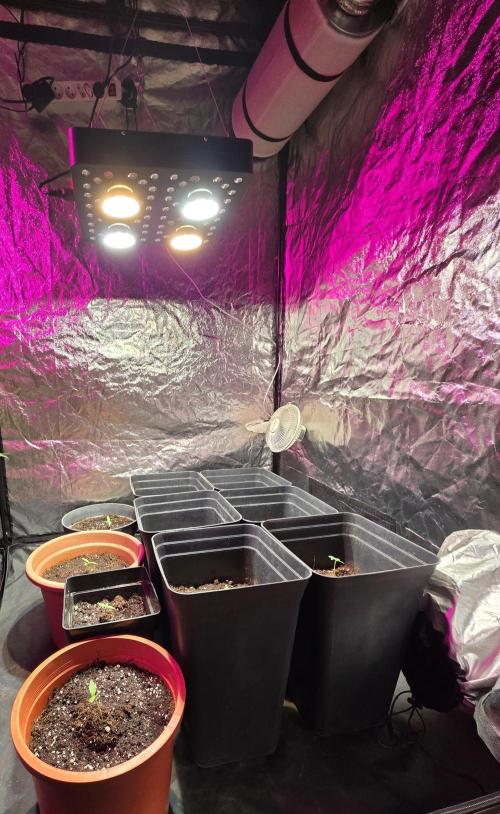 Sensi batch small budget - old equipment. Week 1 - Set up