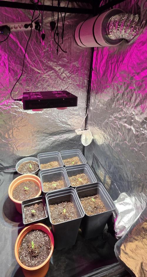 Sensi batch small budget - old equipment. Week 1 - Set up 2