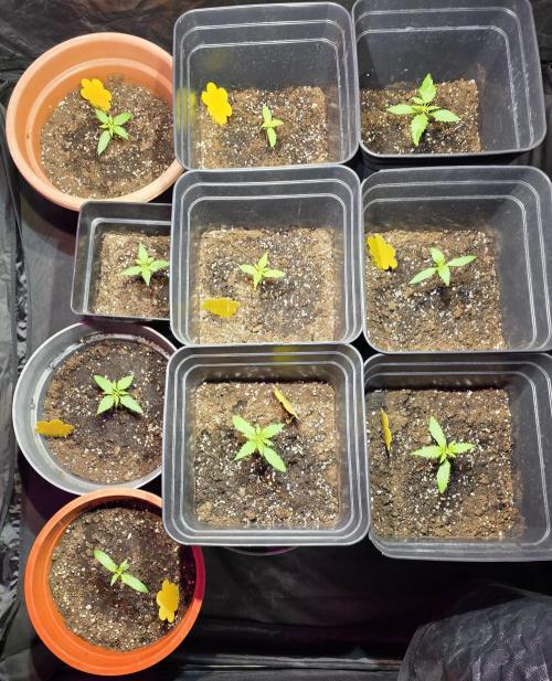 Sensi batch small budget - old equipment. Week 2