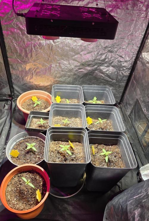 Sensi batch small budget - old equipment. Week 2