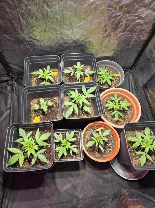 Sensi batch small budget - old equipment. Week 3