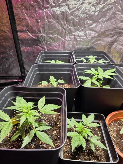 Sensi batch small budget - old equipment. Week 3