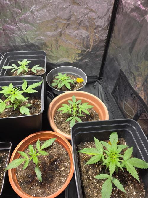 Sensi batch small budget - old equipment. Week 3