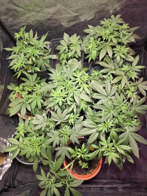 Sensi batch small budget - old equipment. Week 5
