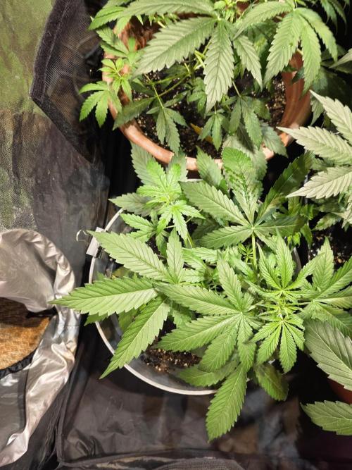 Sensi batch small budget - old equipment. Week 5
