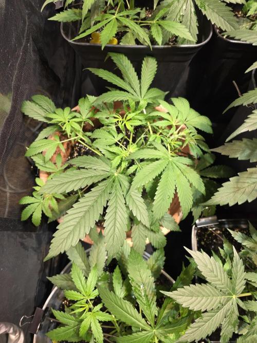 Sensi batch small budget - old equipment. Week 5