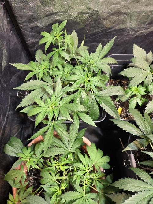 Sensi batch small budget - old equipment. Week 5