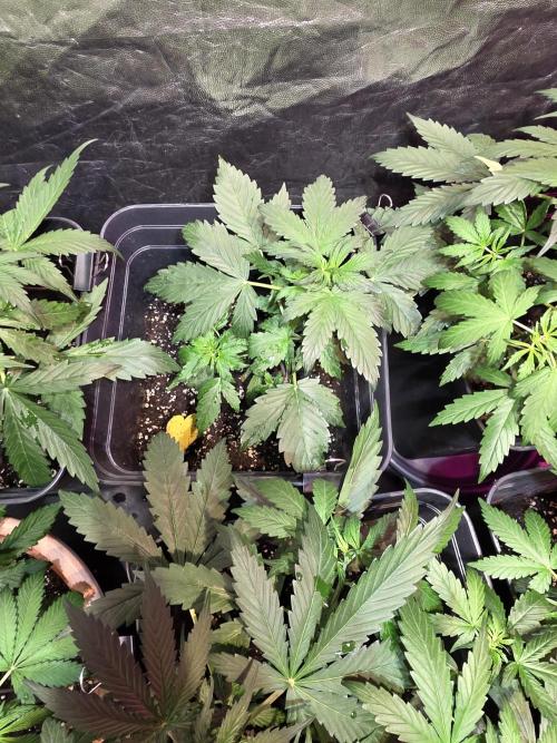 Sensi batch small budget - old equipment. Week 5