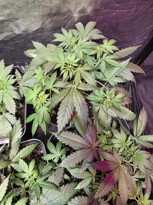 Sensi batch small budget - old equipment. Week 5