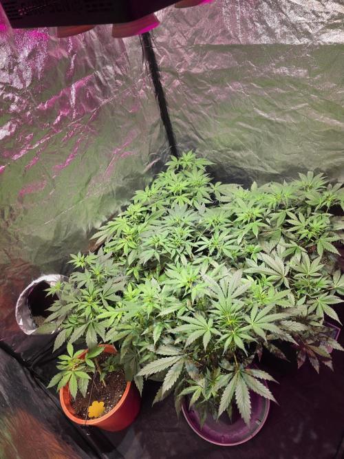 Sensi batch small budget - old equipment. Week 6