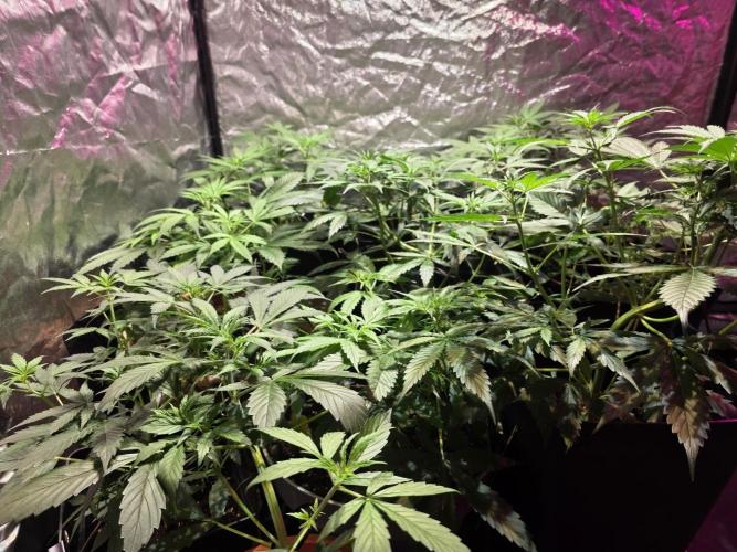 Sensi batch small budget - old equipment. Week 6