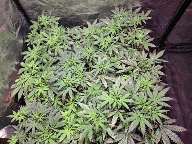 Sensi batch small budget - old equipment. Week 6