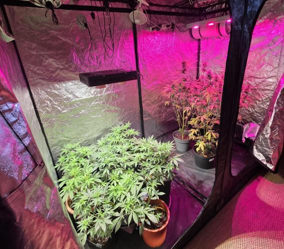 Sensi batch small budget - old equipment. Week 6