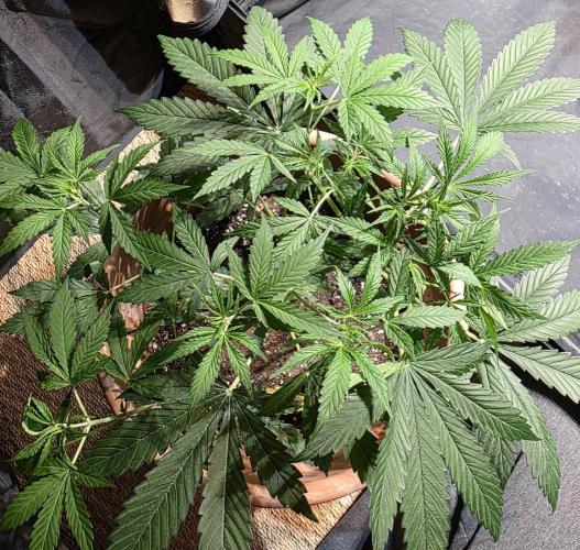 Sensi batch small budget - old equipment. Week 6