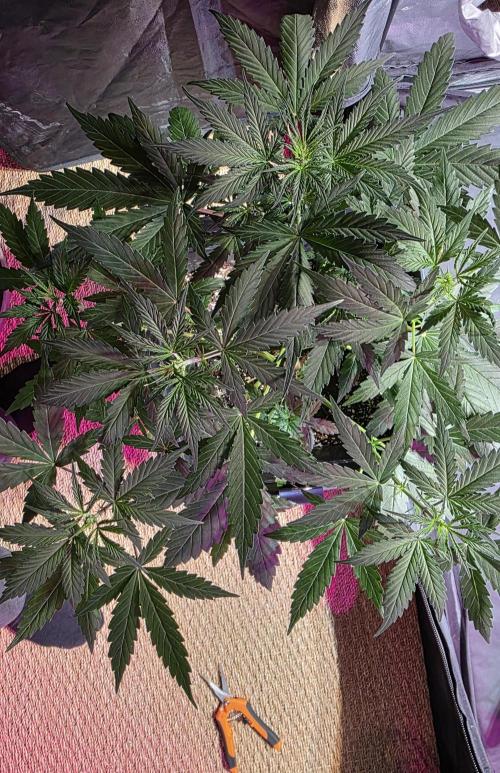 Sensi batch small budget - old equipment. Week 6